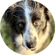 飼い主さんの声