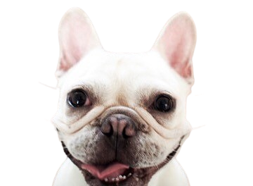 フレンチブルドッグ