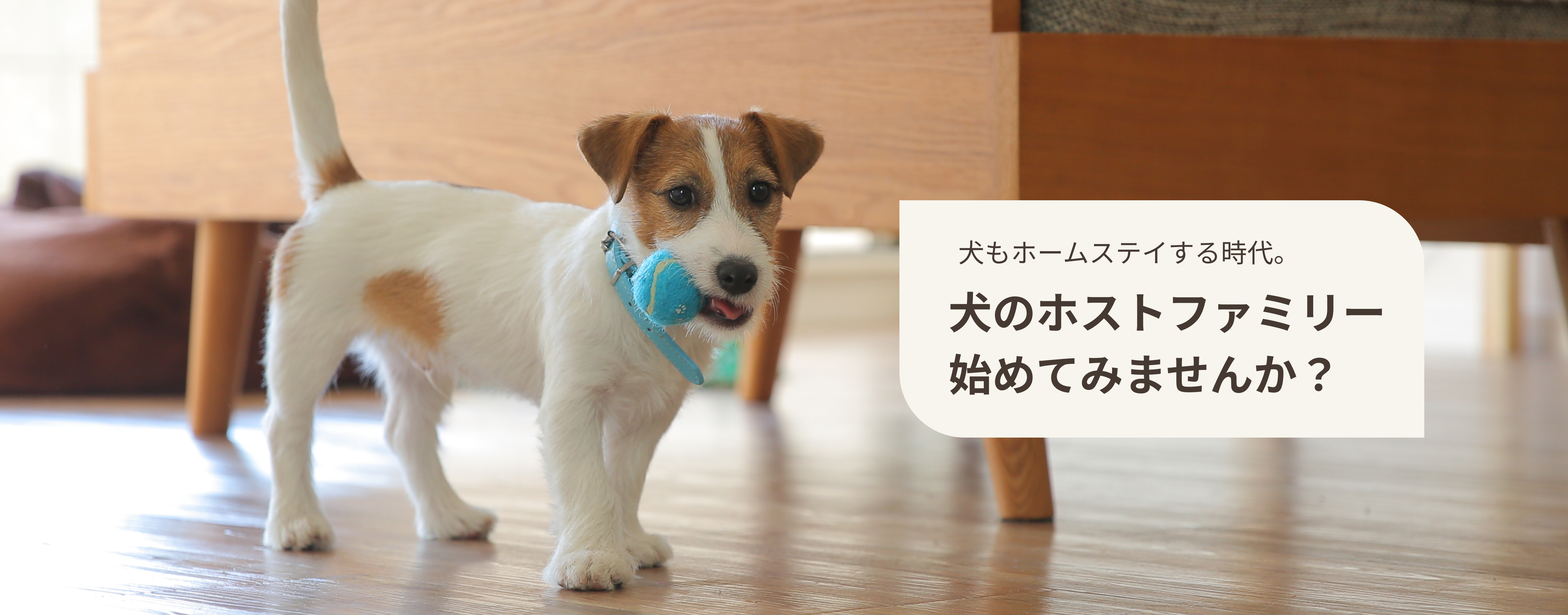 犬のホストファミリーはじめませんか？