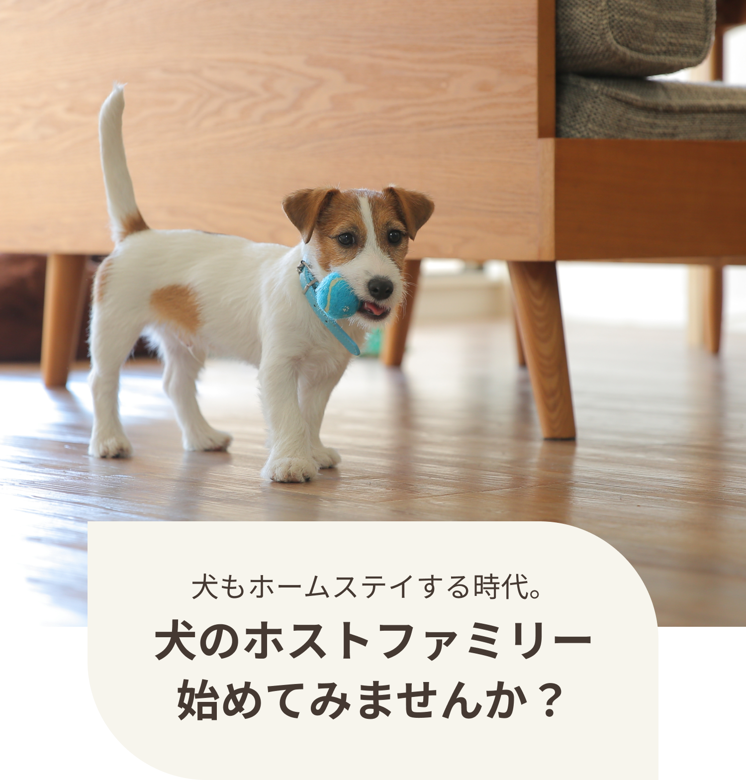 犬のホストファミリーはじめませんか？