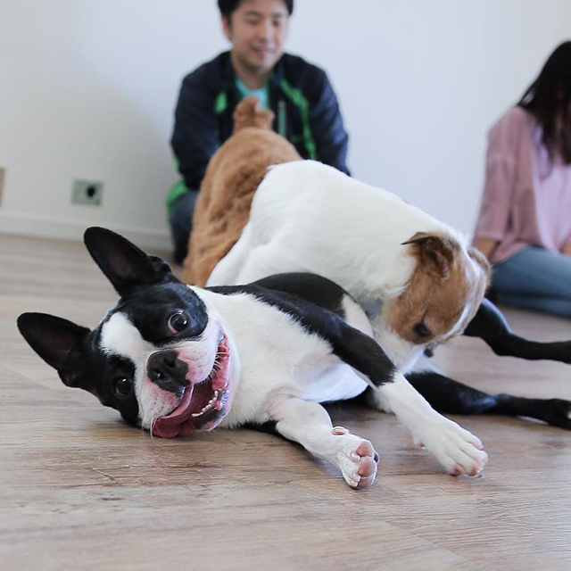 わんちゃんの個性に合わせたお世話