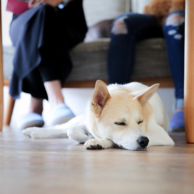 広い場所でのびのび過ごせる