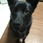 飼い主さんの声