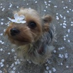 飼い主さんの声