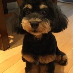 飼い主さんの声