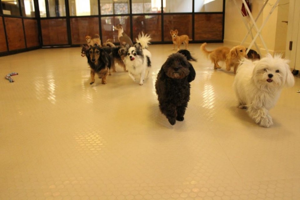 Brown 室内ドッグラン