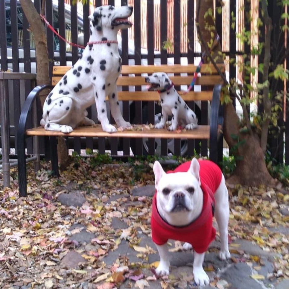 ドッグカフェ キンタ＆スイリン