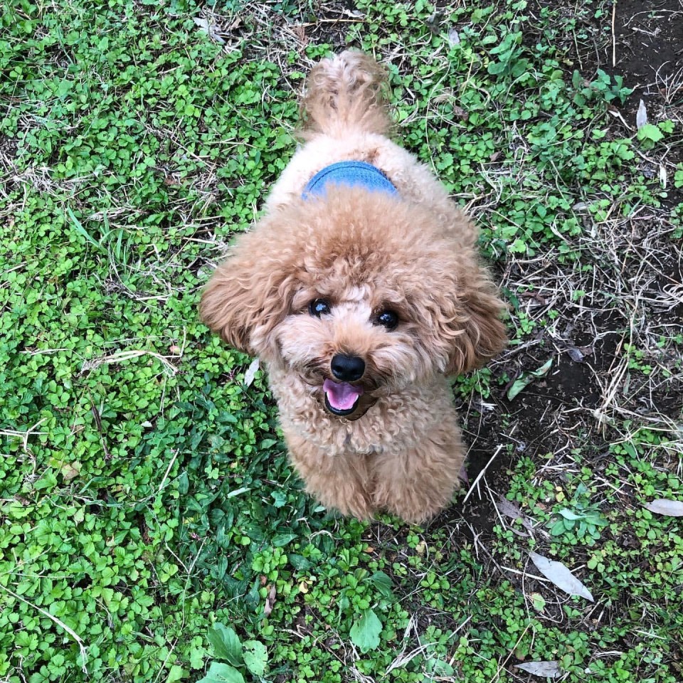 いずみ野ドッグラン / Cafe de Dara （カフェドダラ）