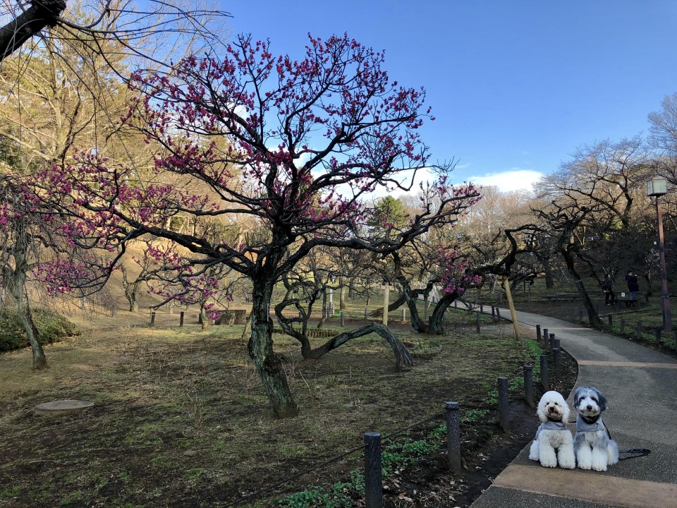 大倉山梅林公園