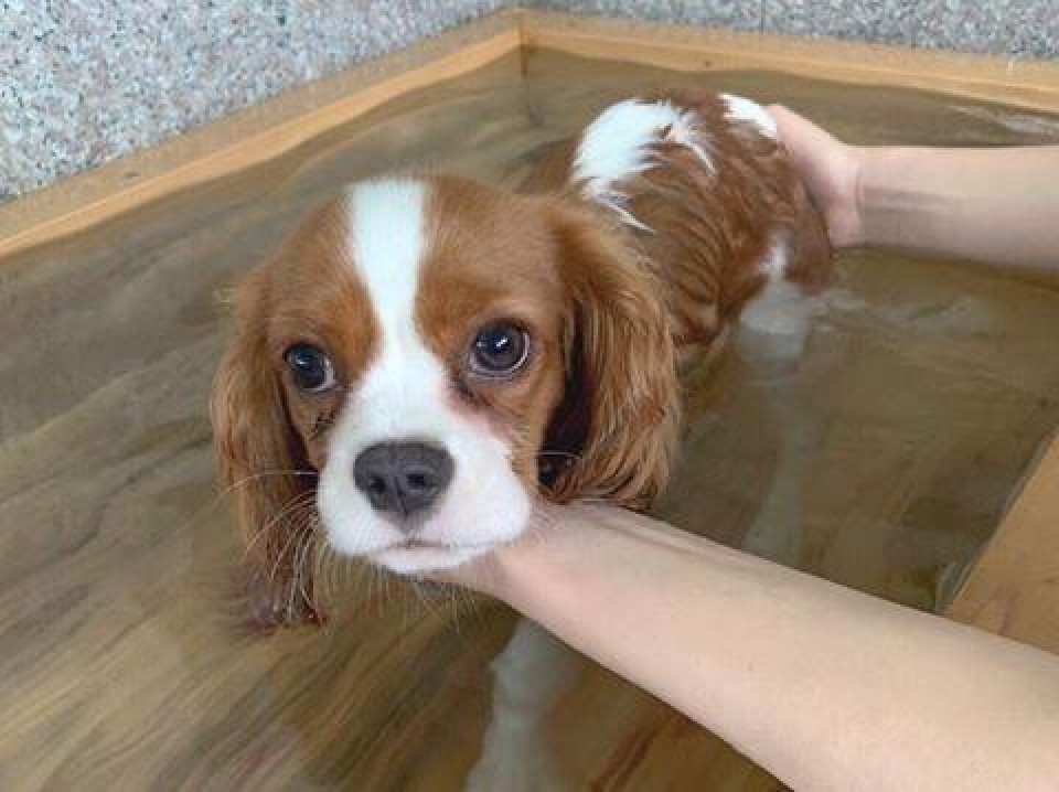 スパ・ドッグズラン秩父