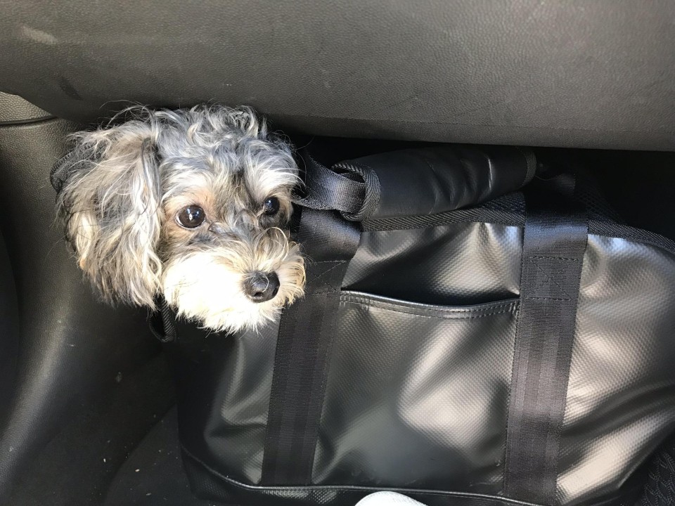 クリンゲルバウム