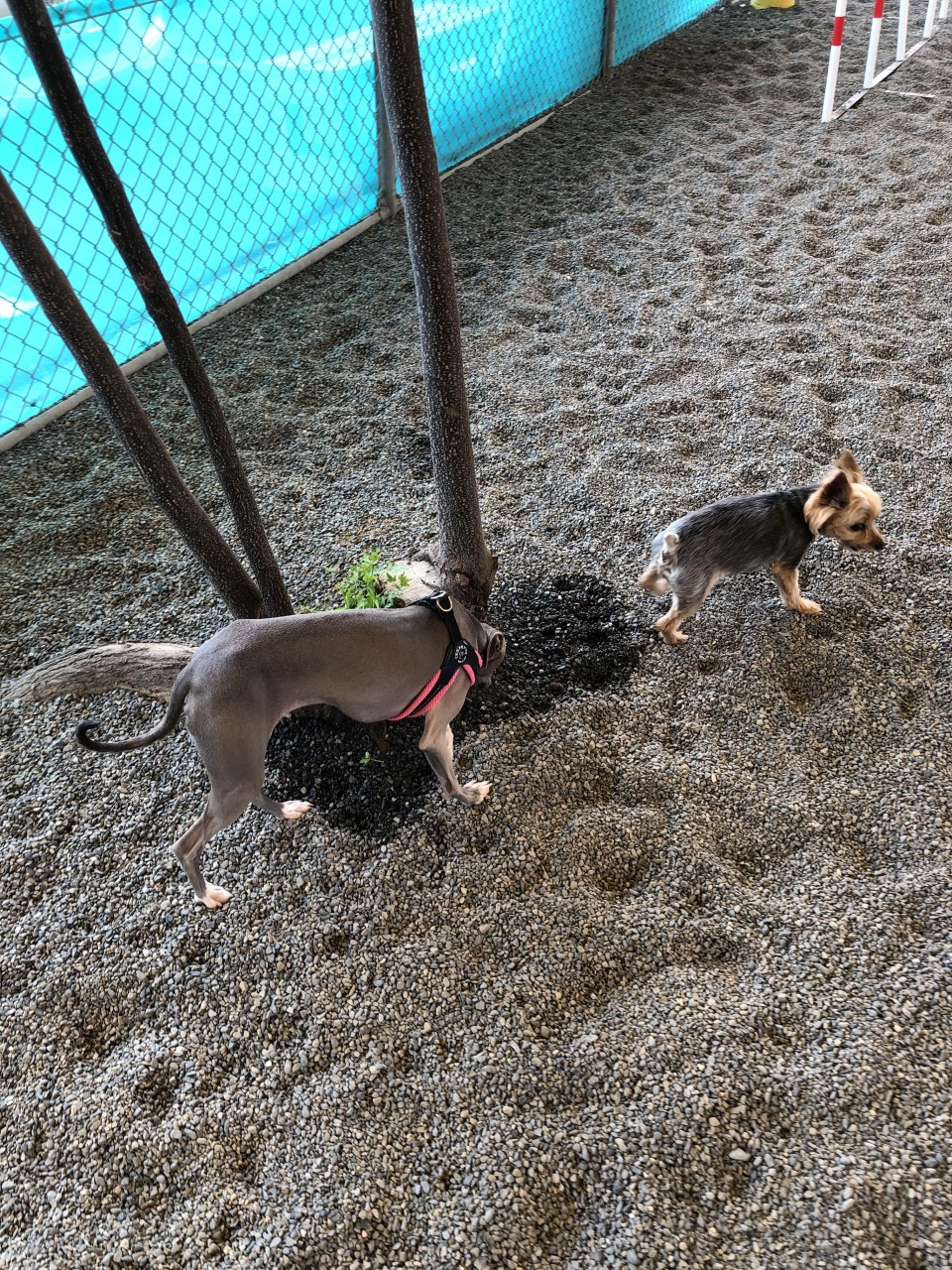 ドッグラン JOIN（ジョイン）