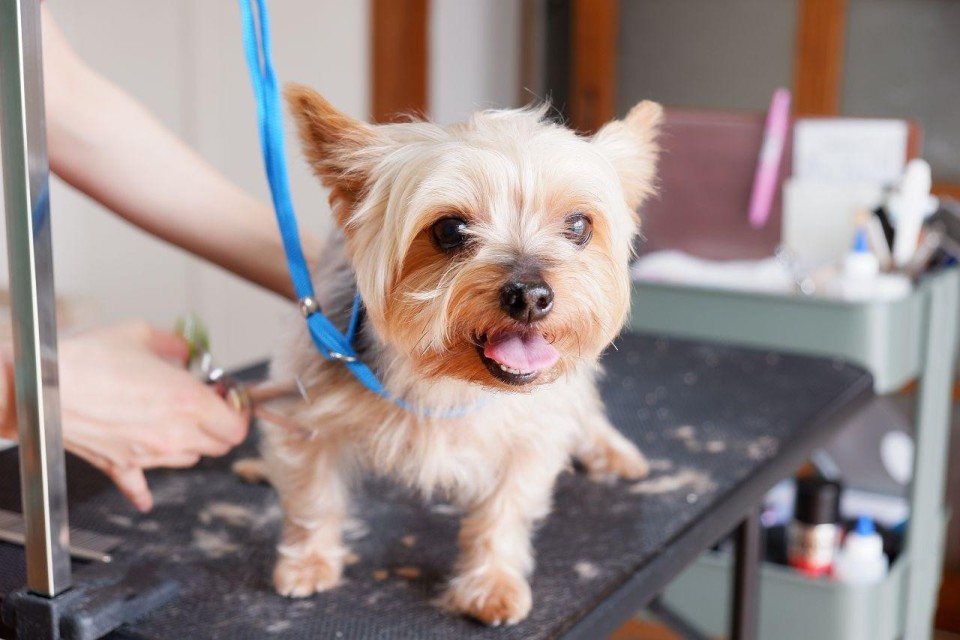 Dog Salon りとるぱうず