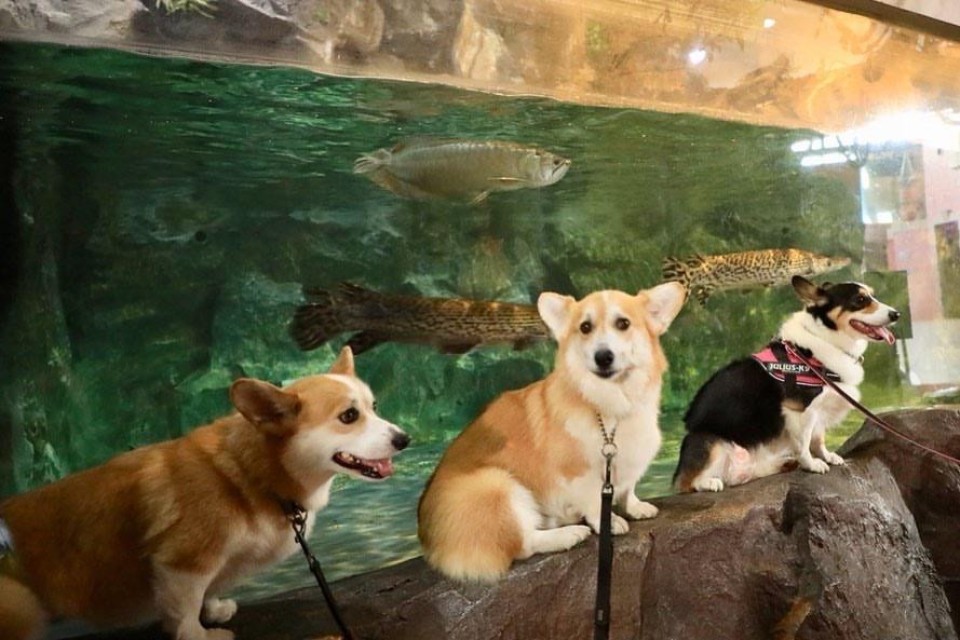 蓼科アミューズメント水族館