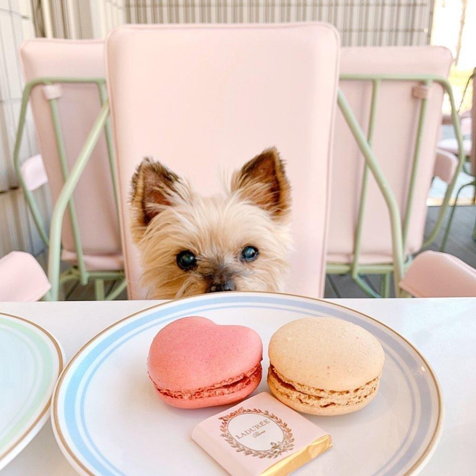 【閉店】ラデュレ 渋谷松濤店