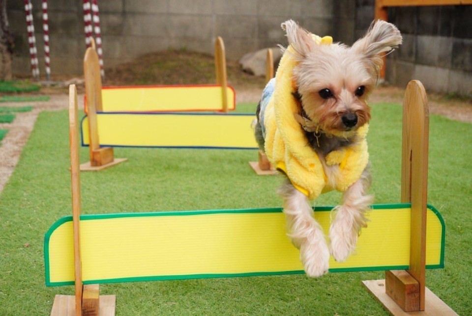 cafe ukuppi （カフェうくっぴ）