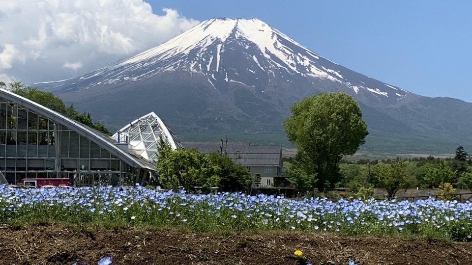 山中湖花の都公園
