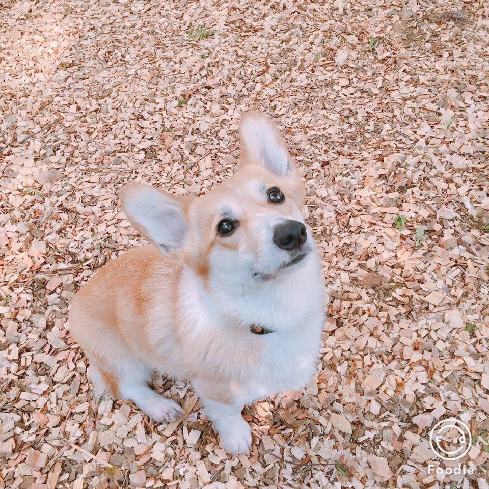 グリーンドッグ代官山