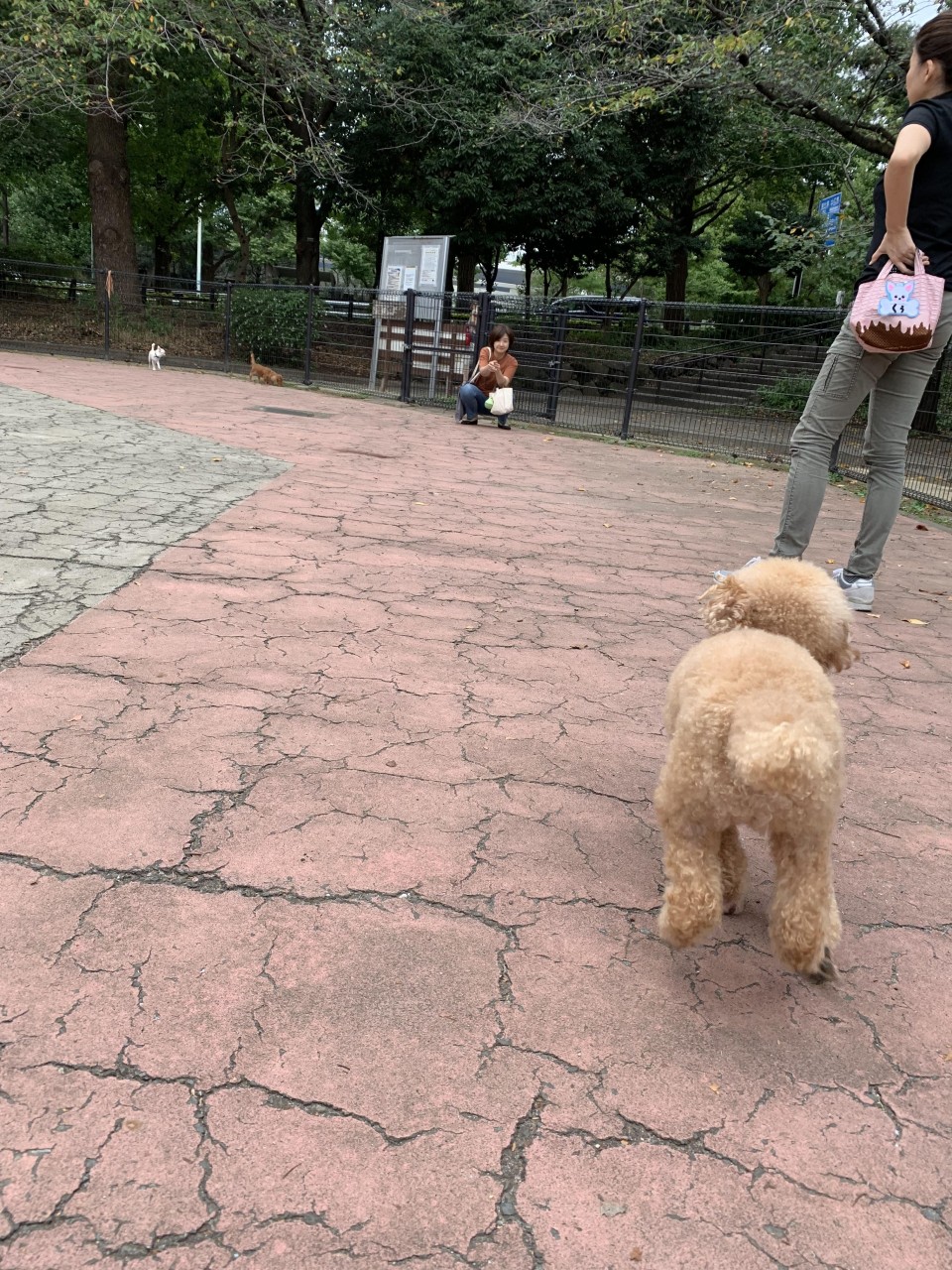 駒沢オリンピック公園ドッグラン