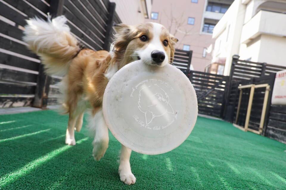 リバティアイランド