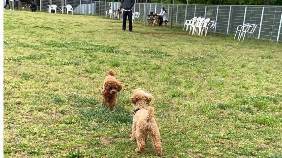 新京成ドッグラン松戸