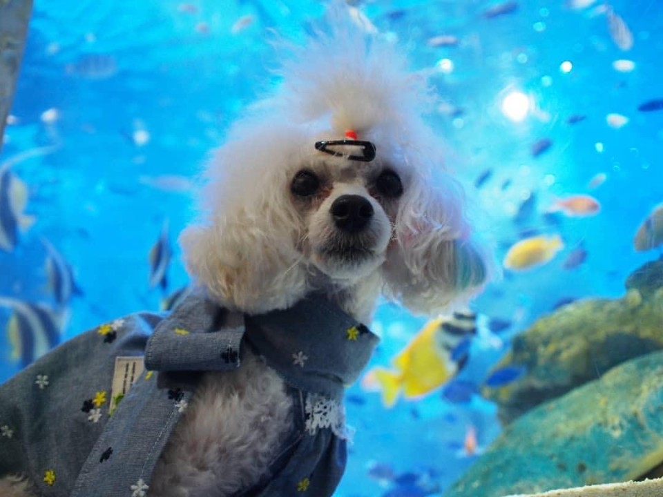 わくわく海中水族館シードーナツ