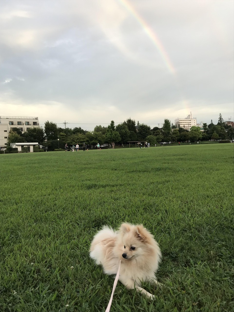桃井原っぱ公園