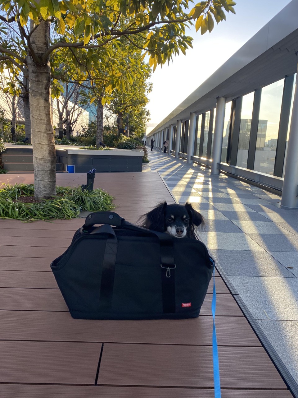 銀座シックスガーデン