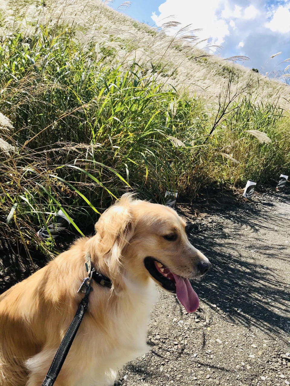 仙石原すすき草原