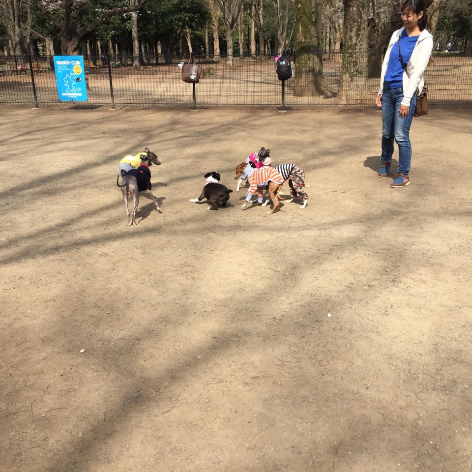 代々木公園ドッグラン