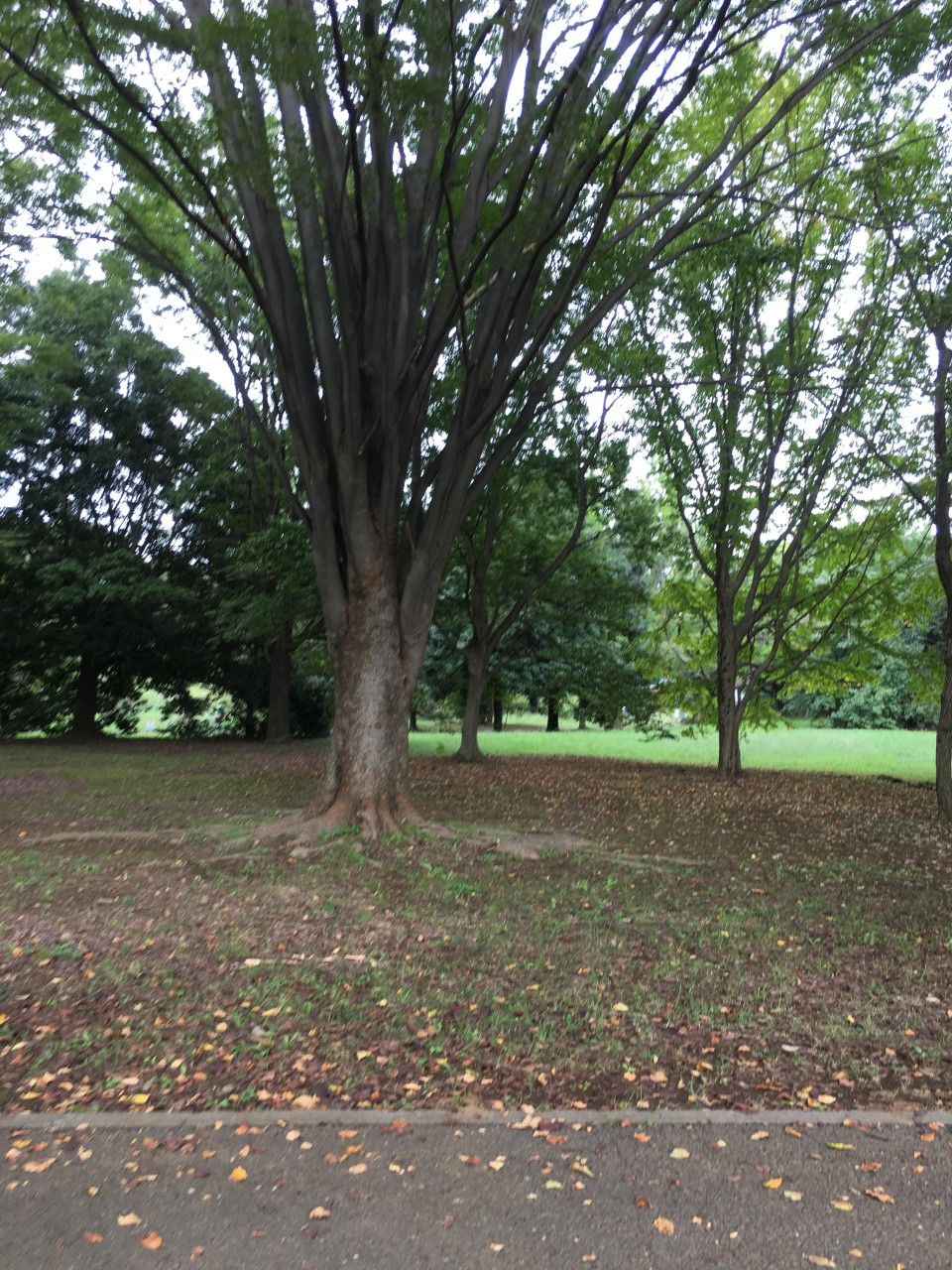 国営昭和記念公園