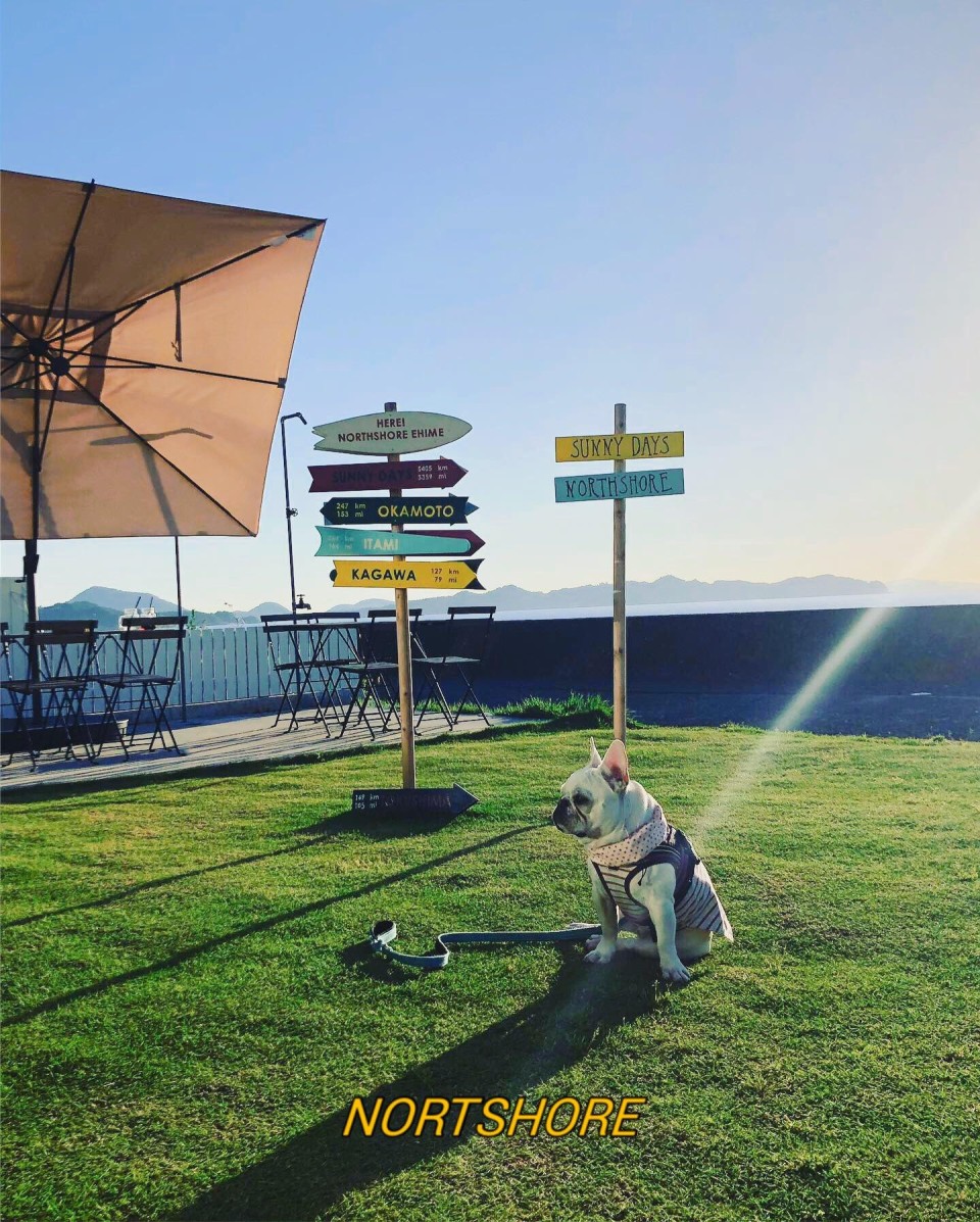 NORTHSHORE.hanafru.EHIME （ノースショアハナフルエヒメ）