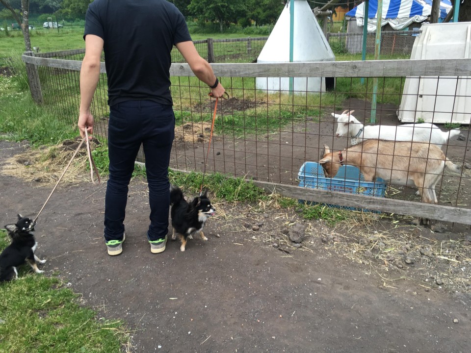 富士山朝霧高原 富士ミルクランド