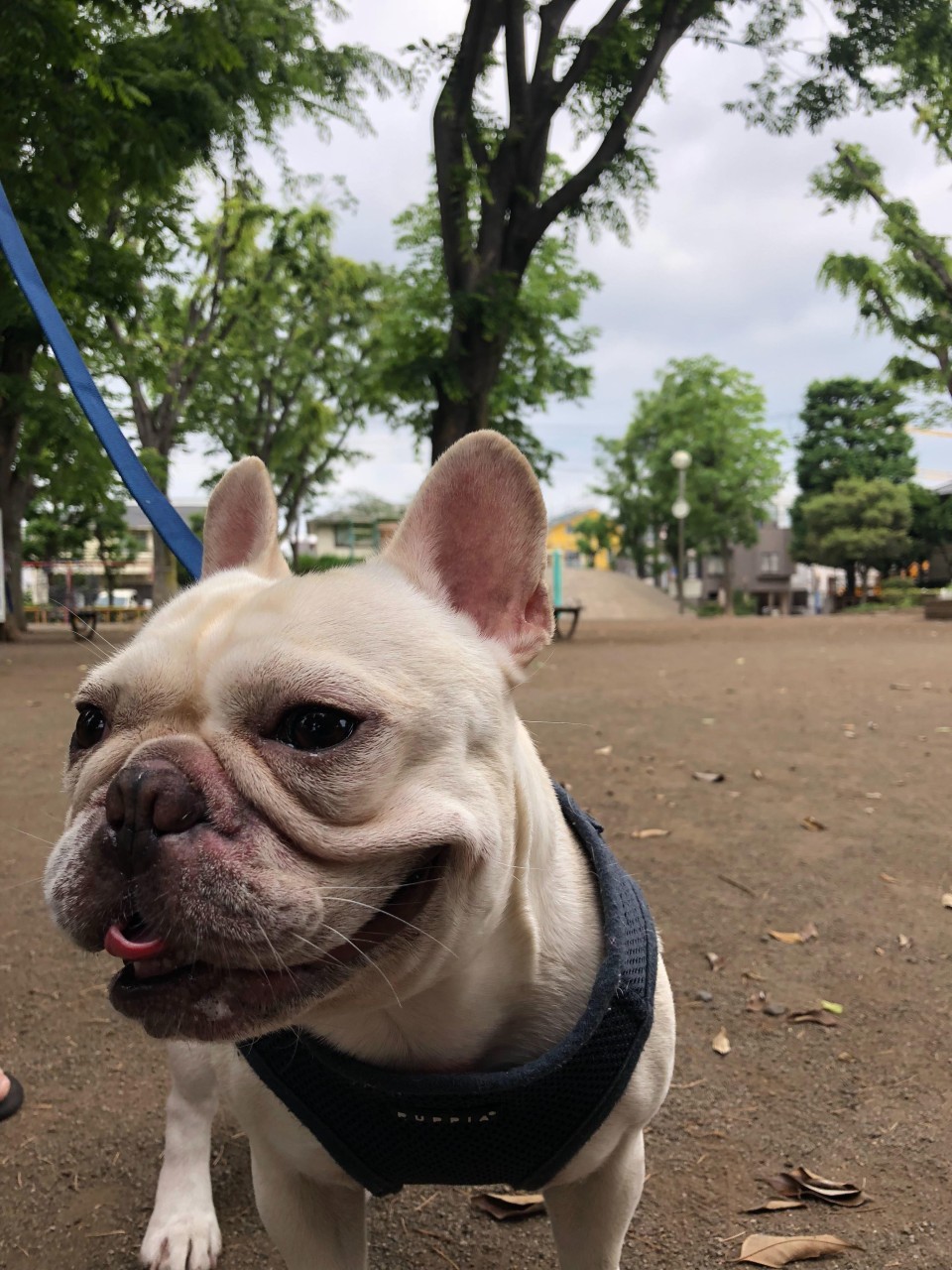 目黒区立油面公園