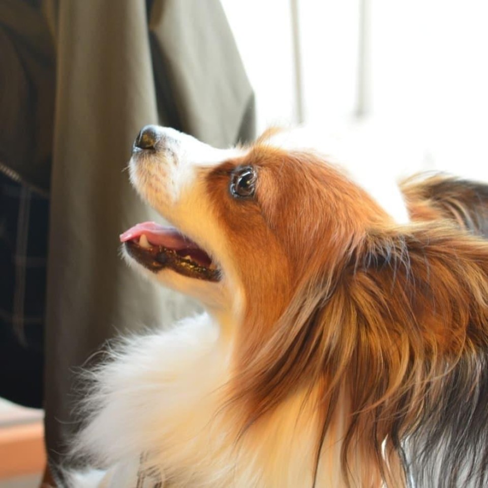 trattoria Agreste （トラットリア・アグレステ）