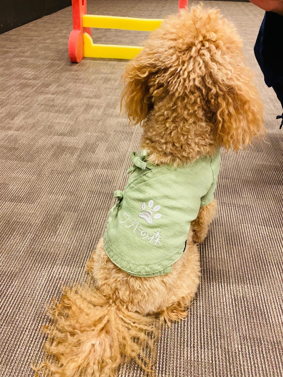 愛犬と微笑む温泉リゾート ウブドの森