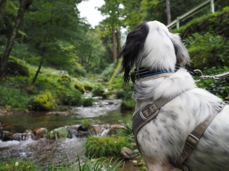 龍ヶ谷ドリーム王国