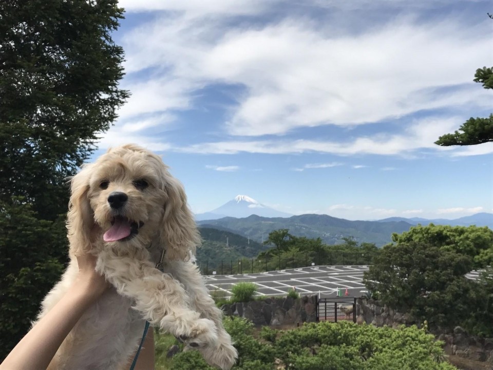 伊豆シャボテン公園