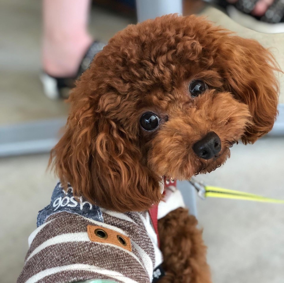 恵比寿楽園テーブル