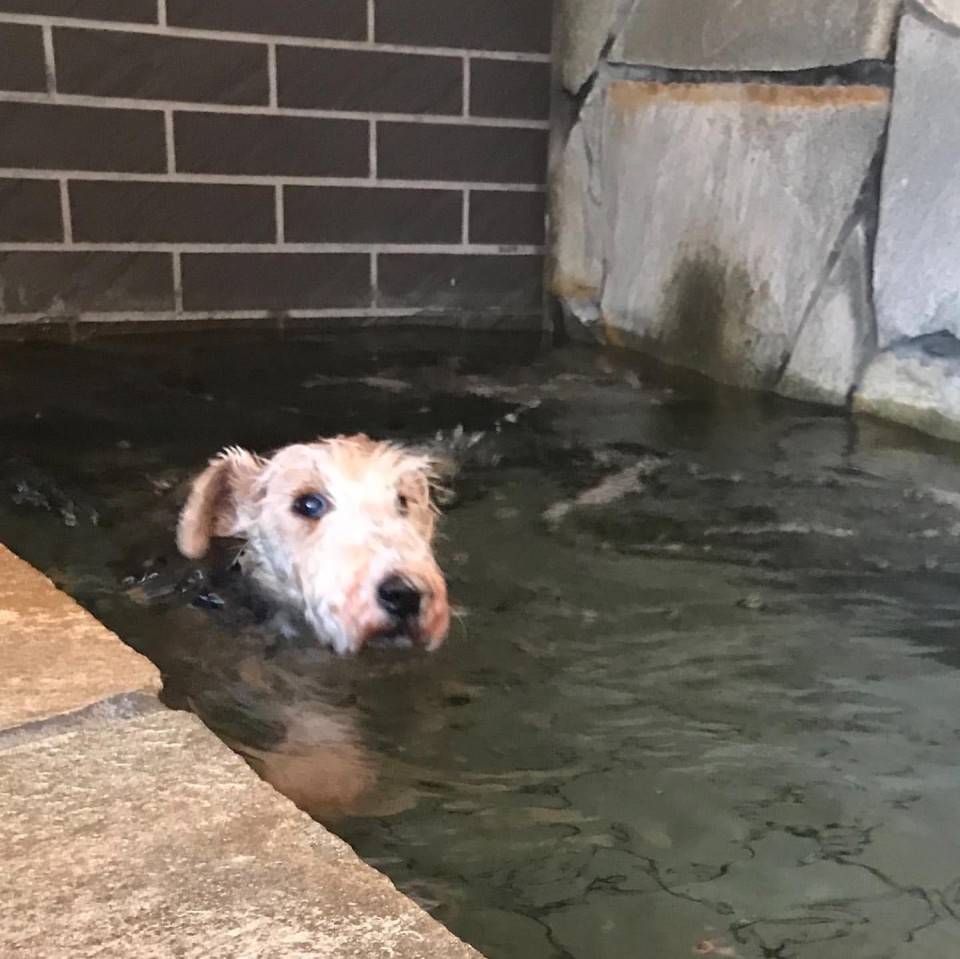 お台場ドッグリゾート