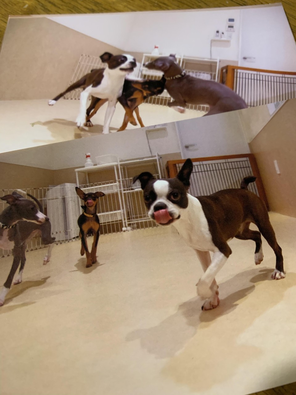 dog studio LOVE WOOF! !   文京春日 (ドッグスタジオ ラブワン!!)