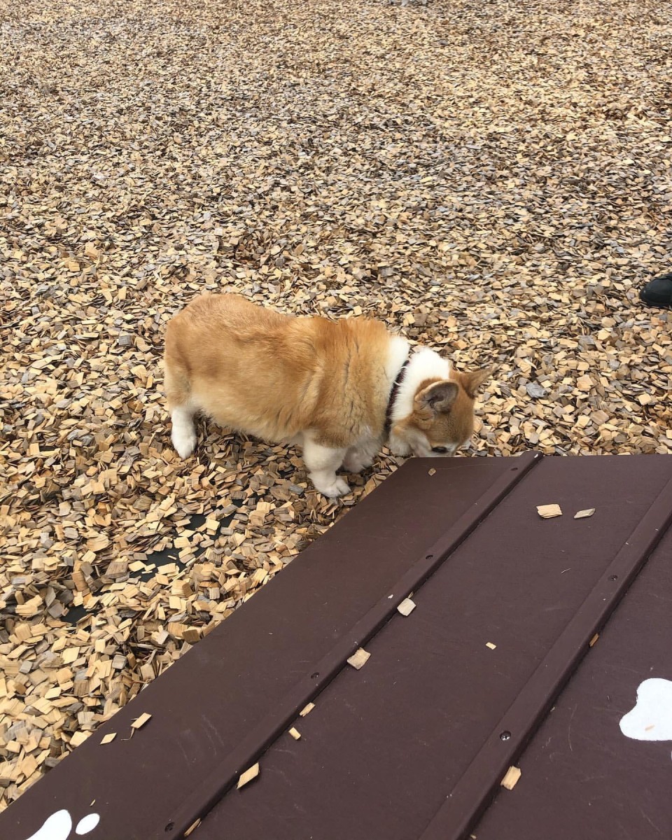道の駅ふたつい ドッグラン