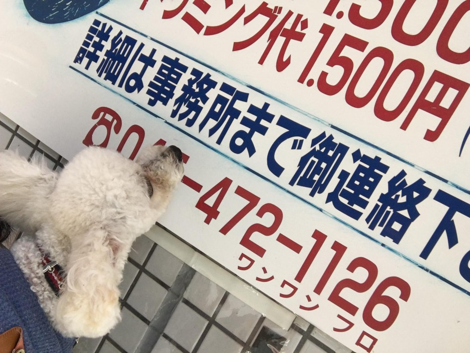 横浜トリミングスクール