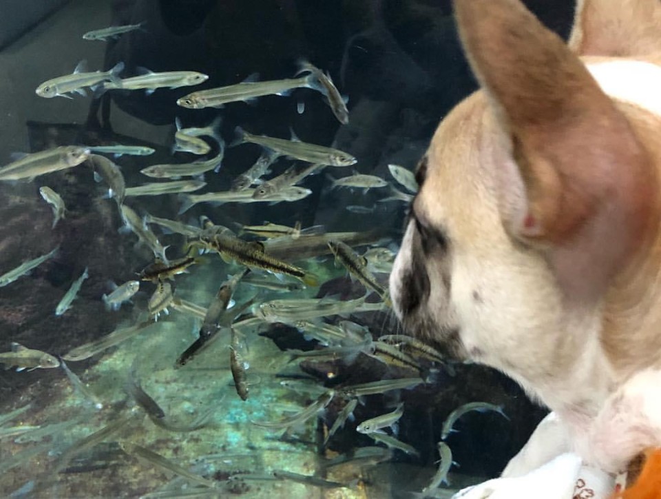 かすみがうら市水族館