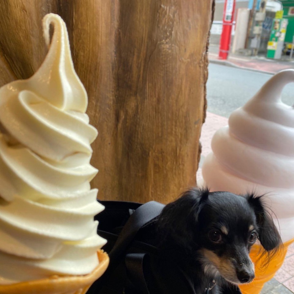 チャイ ティー カフェ