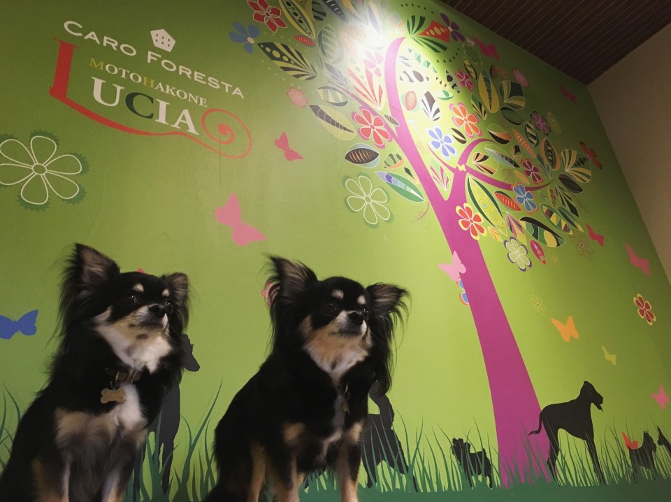 ＣＡＲＯ　ＦＯＲＥＳＴＡ　元箱根　ＬＵＣＩＡ