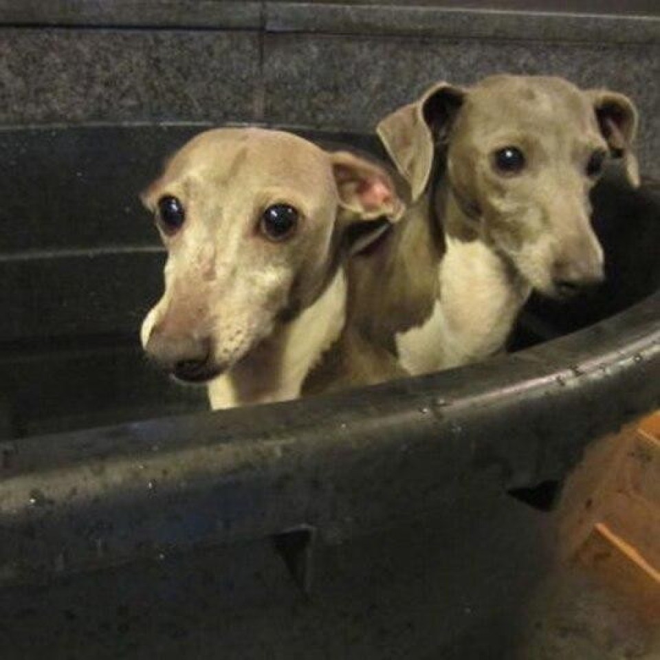 ペット＆スパホテル　那須ワン