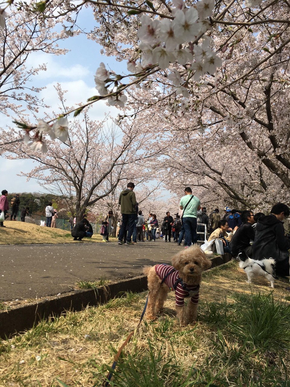 さくらの山公園