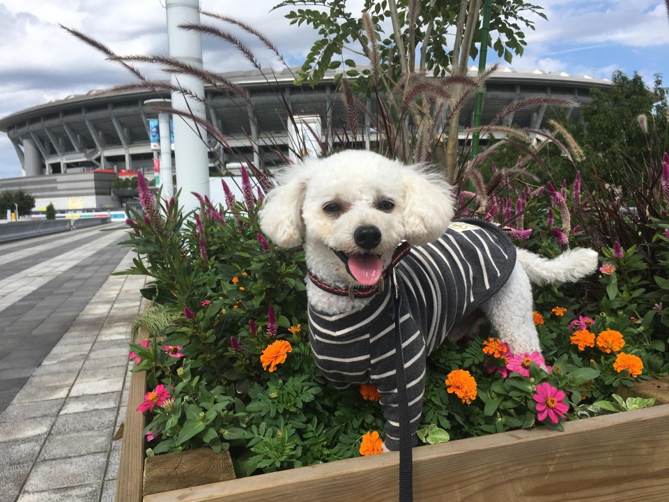 日産スタジアム