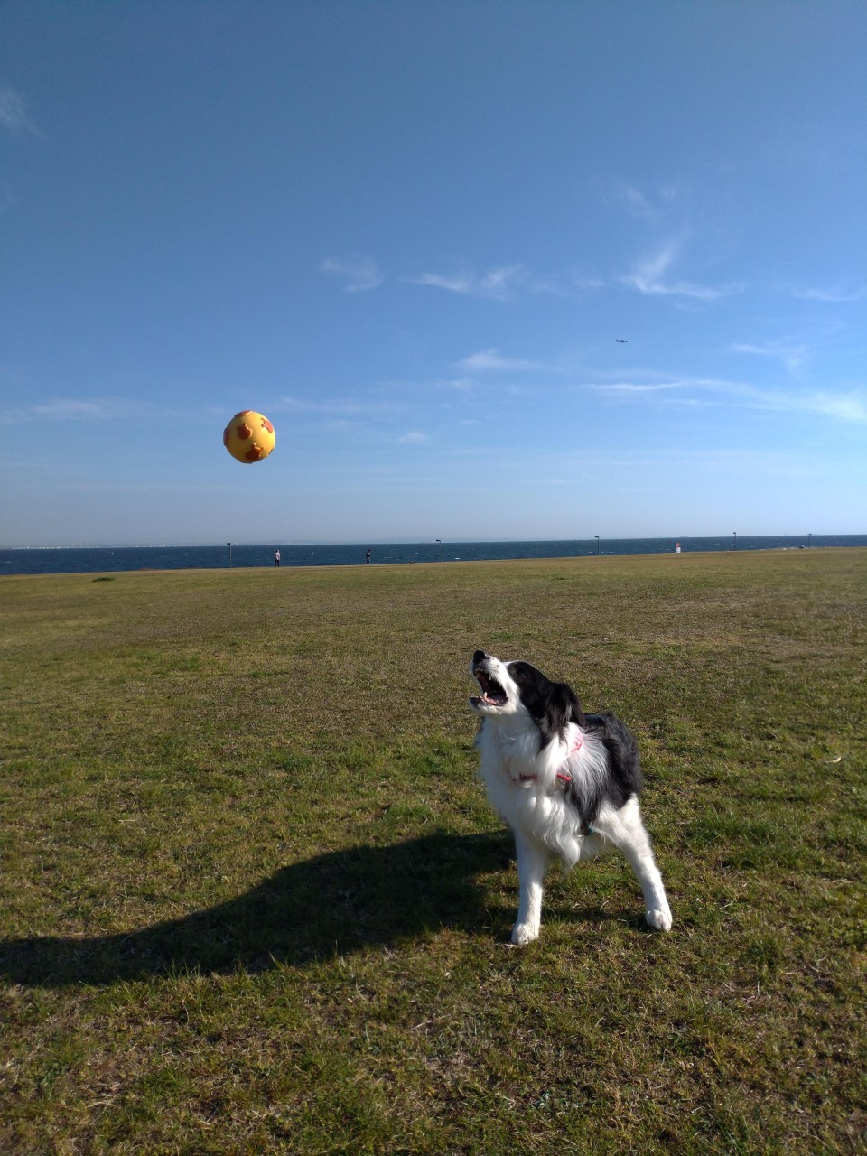 浦安市総合公園